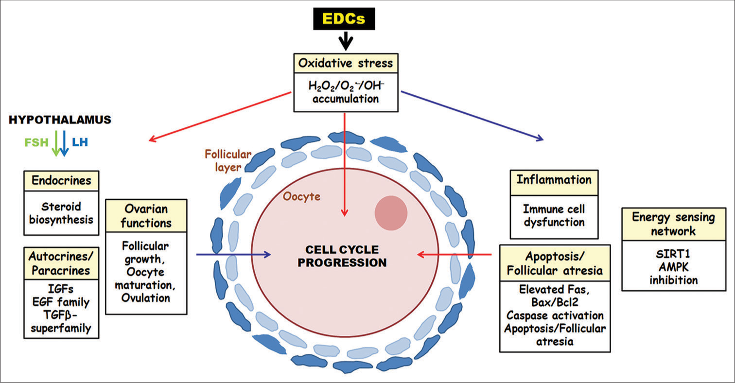 A schematic representation of endocrine-disrupting chemical-induced oxidative stress and its influence on impaired ovarian homeostasis and female infertility (red and blue arrows signify negative and promoting influence, respectively).