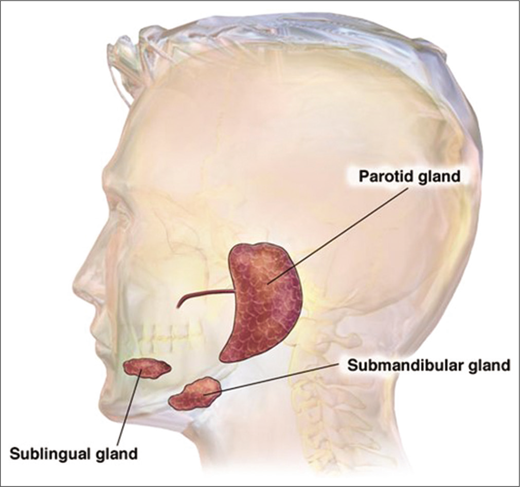 Location of three major salivary glands parotid, submandibular, and sublingual glands. The parotid glands are the largest of the three major salivary glands and located just in front of each ear. The submandibular glands are just beneath the lower jaw just posterior and below, the sublingual glands are located under the tongue. Each gland is in pair. (Image courtesy – Image has been taken by GOOGLE from the site of Studio Dentaire Montréal).