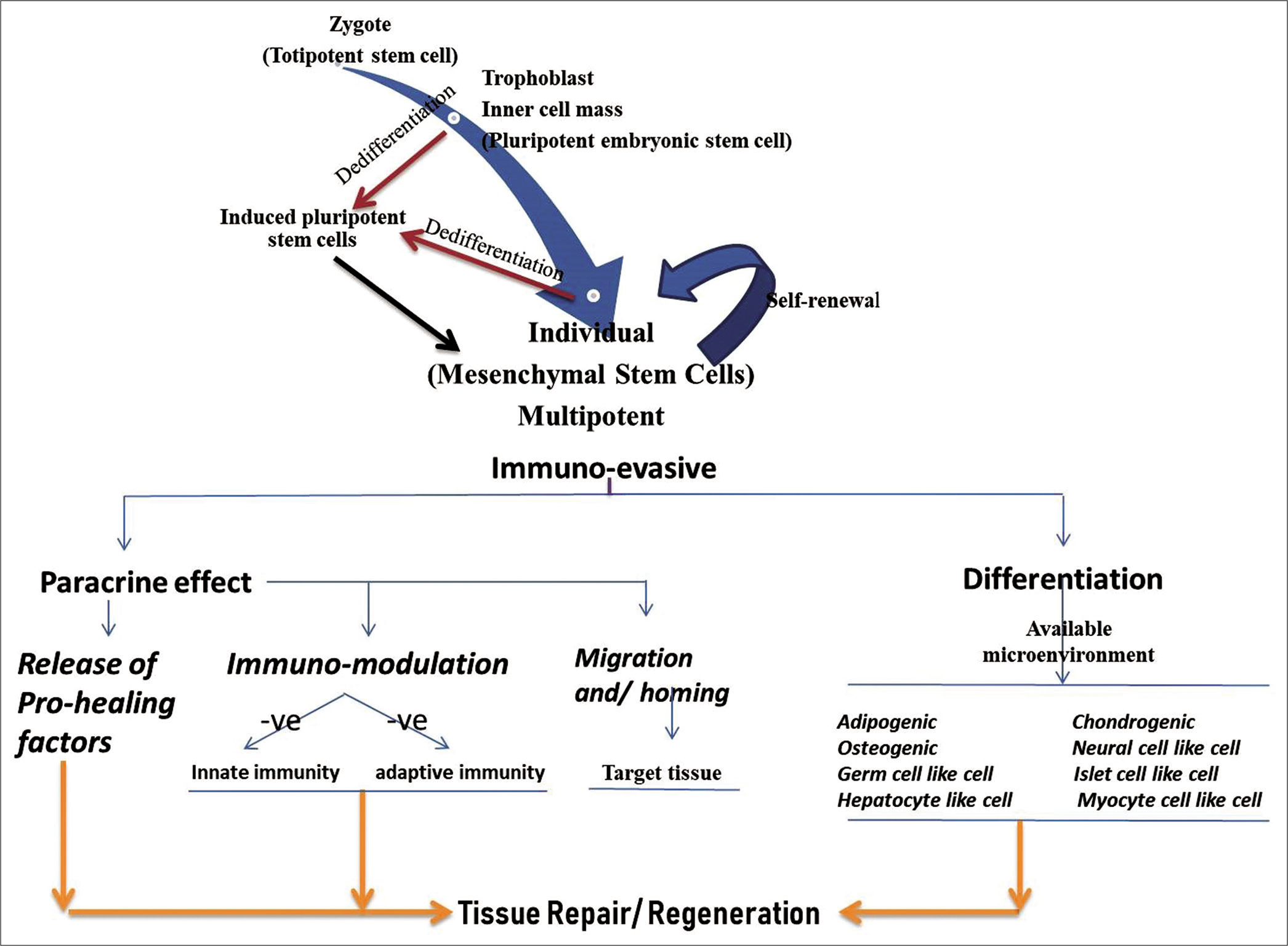 Stem cells progression at various developmental stages and the possible healing or regenerative role of mesenchymal stem cells.