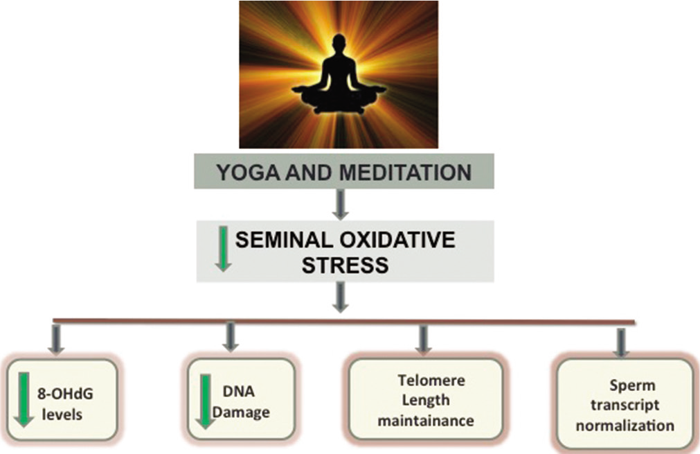 Effect of yoga and meditation based lifestyle intervention on the sperm.