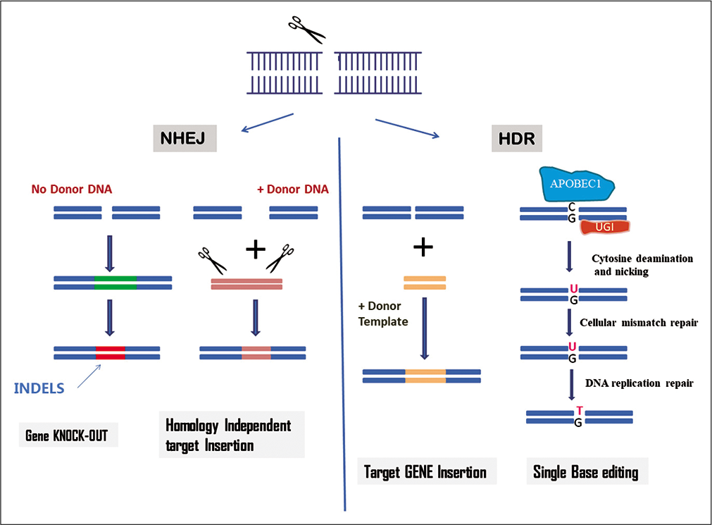 Mechanism of clustered regularly interspaced short palindromic repeats-Cas9 system for genome editing.