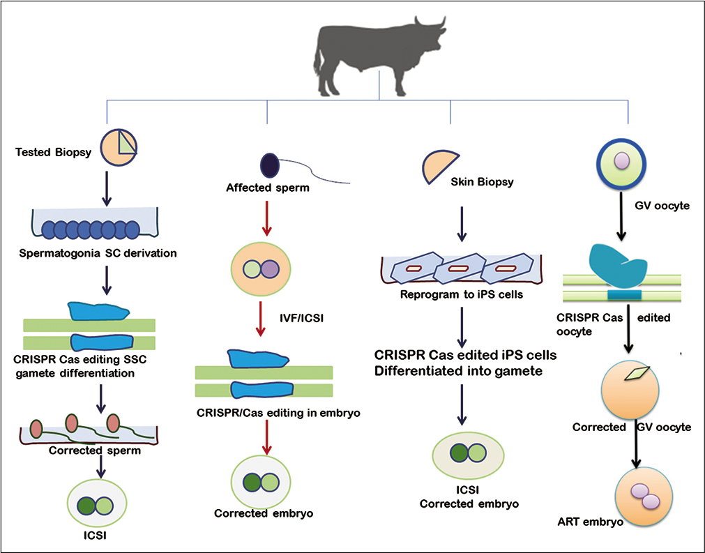 Diagrammatic illustration of clustered regularly interspaced short palindromic repeats/Cas9 application in reproductive cell gene editing.