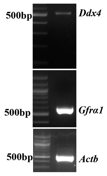 Polymerase chain reaction showing the amplification of Gfrα-1, Ddx4, and β-Actin from GC-1 cells.