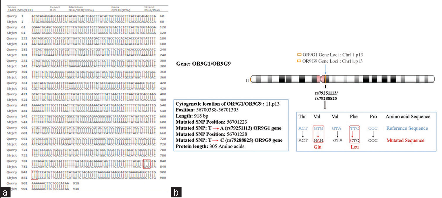 (a and b) Showing pairwise alignment of normal and mutated sequence (mutated sequence in red square bracket) (a), and cytogenetic location of mutational locus of olfactory receptor family 9 subfamily G member 1/9gene showing missense mutation assigned on chromosome 11 (11p13) as shown in (b).