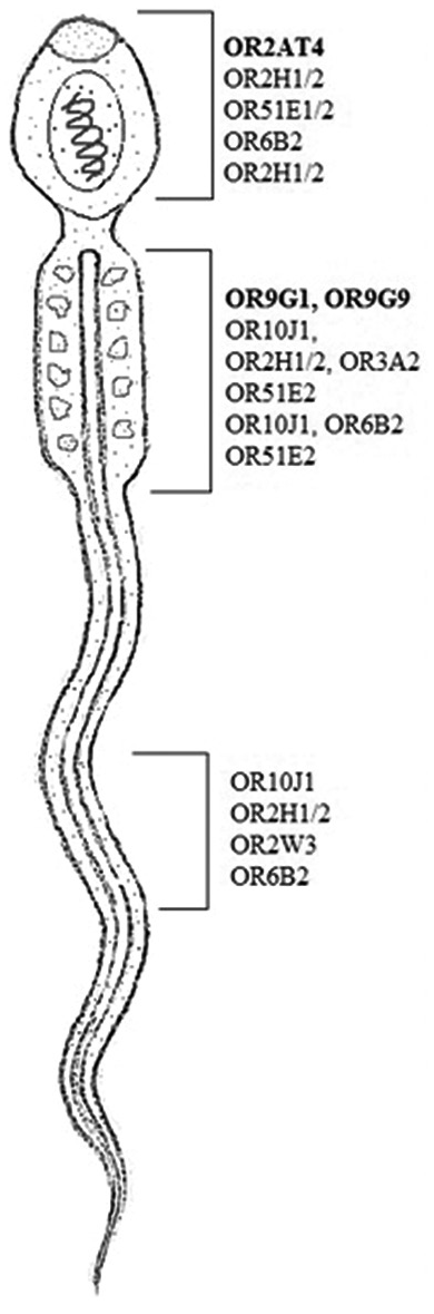 Olfactory receptor (ORs) gene is located in different sites of human spermatozoa. OR family 2 subfamilies AT member 4 at acrosomic region and ORs family 9 subfamily G member 1/9 found in the middle piece of sperm shown in bold.
