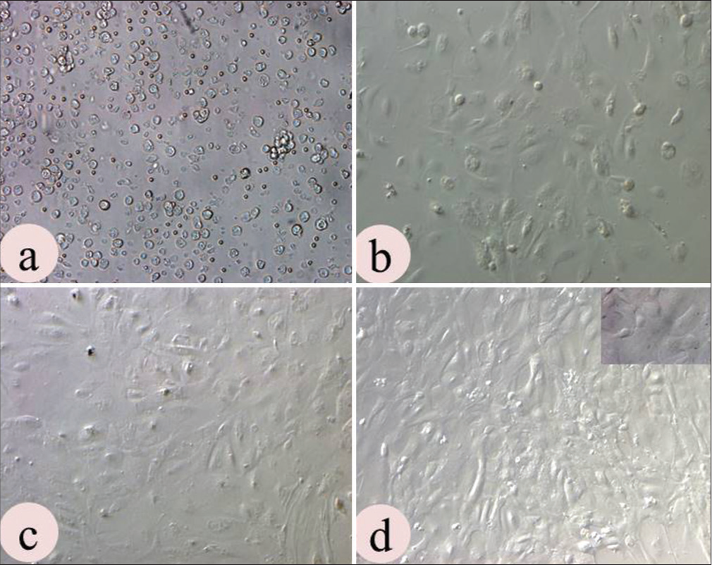 Culture characteristics of uterine epithelial cells (UECs): (a) Heterogeneous population observed at cell seeding; (b) Assumed characteristic shape on day 8 and (c) Became confluent on day 14; (d) UECs achieved characteristics compactness on P3 culture. (Magn. 10×).