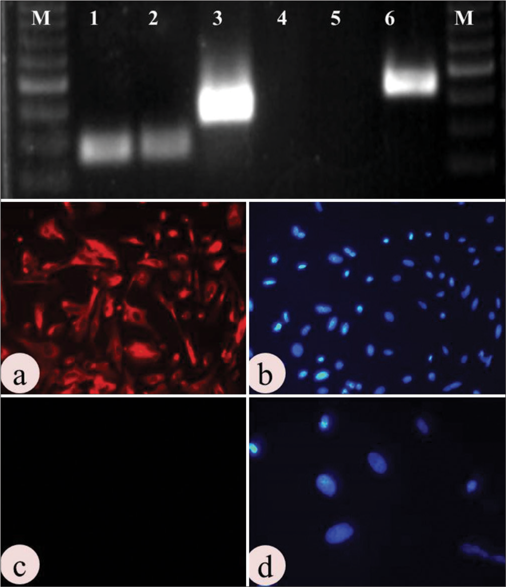 Molecular characterization of uterine epithelial cells: Upper panel shows Agarose gel electrophoresis photograph of epithelial and stromal cell positive and negative markers: M-50 bp marker, 1- GAPDH (82 bp) in epithelial cell, 2- GAPDH (82 bp) in stromal cell, 3- Cytokeratin (147bp) in epithelial cell, 4- Cytokeratin (147bp) in stromal cell, 5- Vimentin (163 bp) in epithelial cell, 6- Vimentin (163 bp) in stromal cell. Lower panel shows immunolocalization of: (a-b) Cytokeratin (positive), and (c-d) Vimentin (Negative). (Mag. 10×).