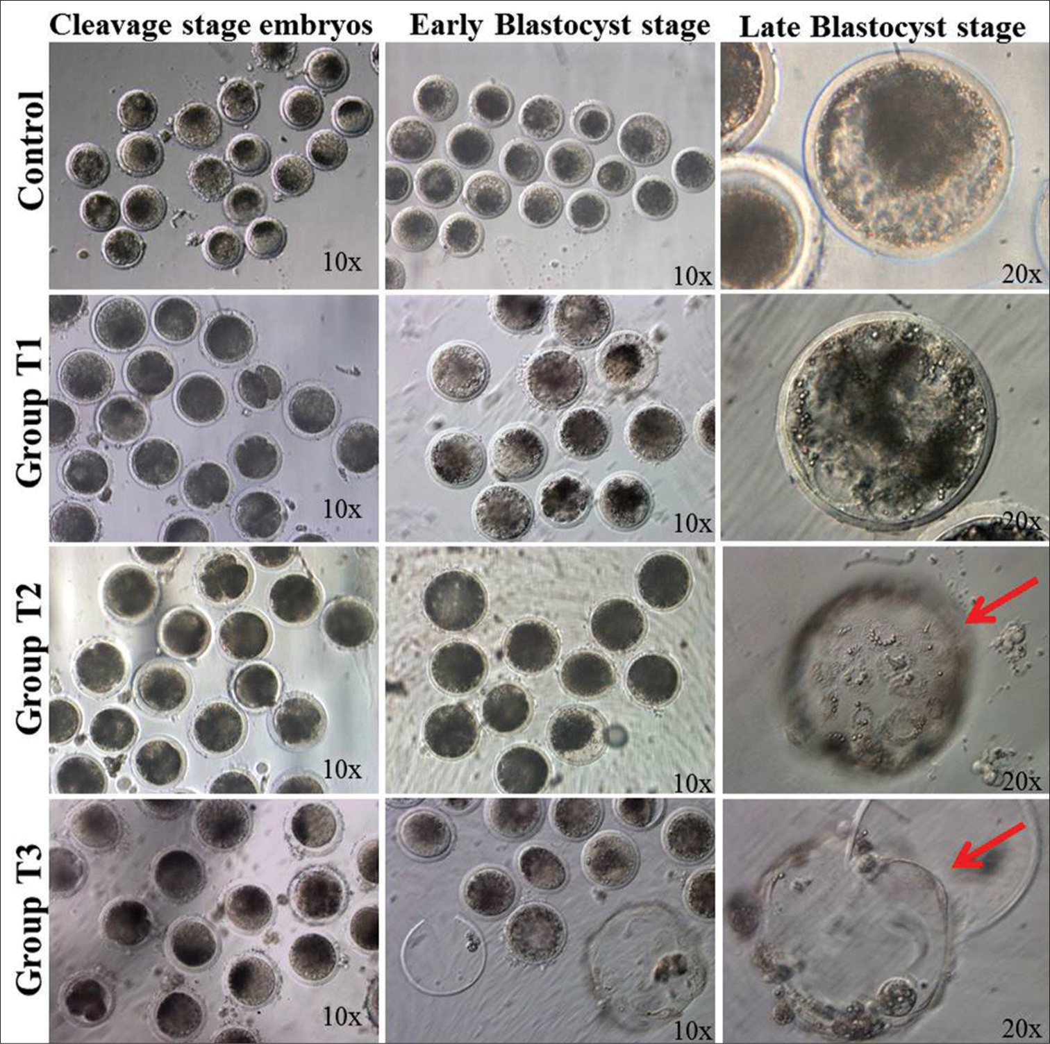 Phase contrast photomicrographs of different stages of embryos in different treatment groups: Faster and better blastocysts were produced in the P4-supplemented epithelial cell monolayer co-culture system. The red arrow indicates hatched blastocysts in the T2 and T3 groups.