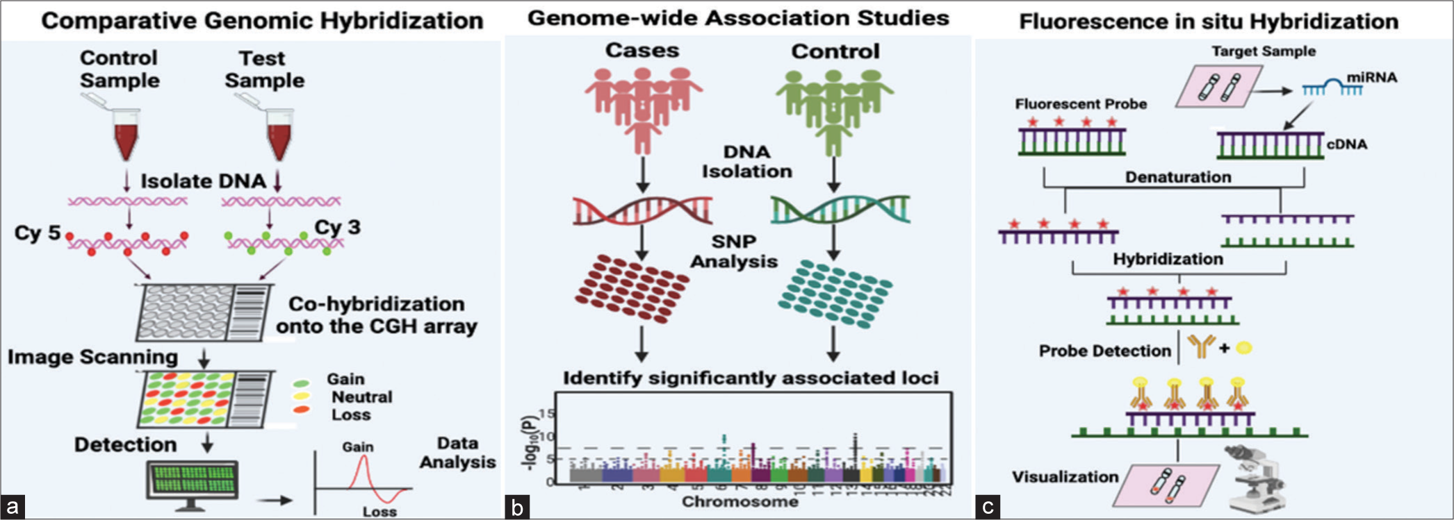 (a) Fundamental methodology for comparative genomic hybridization analysis, wherein the control DNA sample is labeled with a red fluorescent dye, and the test DNA sample is labeled with a green, fluorescent dye. Both the labeled DNA samples, representing control and test samples, are introduced into the wells of a microarray, engaging in competitive hybridization with pre-bound complementary DNA sequences on the microarray. Subsequently, digital imaging systems measure the fluorescent signals, detecting whether there is equal/neutral hybridization, DNA dosage loss, or DNA dosage gain. The collected data are then analyzed, and plots are generated based on the outcomes of the analysis. (b) Single-nucleotide polymorphisms (SNPs) represent the genetic variants most examined in genome-wide association studies (GWAS). The diagram illustrates the steps involved in the GWAS workflow: Beginning with the collection of DNA samples from specific groups of individuals or from biobanks. Subsequent steps include genotyping using available GWAS arrays or sequencing techniques, implementing quality control measures, imputing untyped variations (SNPs) through haplotype phasing and reference populations, seeking independent replication, and finally, analyzing the outcomes with various post-GWAS analyses. (c) Fluorescence in situ hybridization, wherein a complementary nucleic acid probe is synthesized and labeled using either fluorescence or radioactivity. The labeled probe and the target DNA sequence undergo denaturation. The slide is coated with a hybridization solution containing the probe, facilitating its hybridization with the complementary target sequence. After removing any excess probe, the position of the probe can be identified through autoradiography or immunocytochemistry. Cy3: Cyanine 3; Cy5: Cyanine 5.