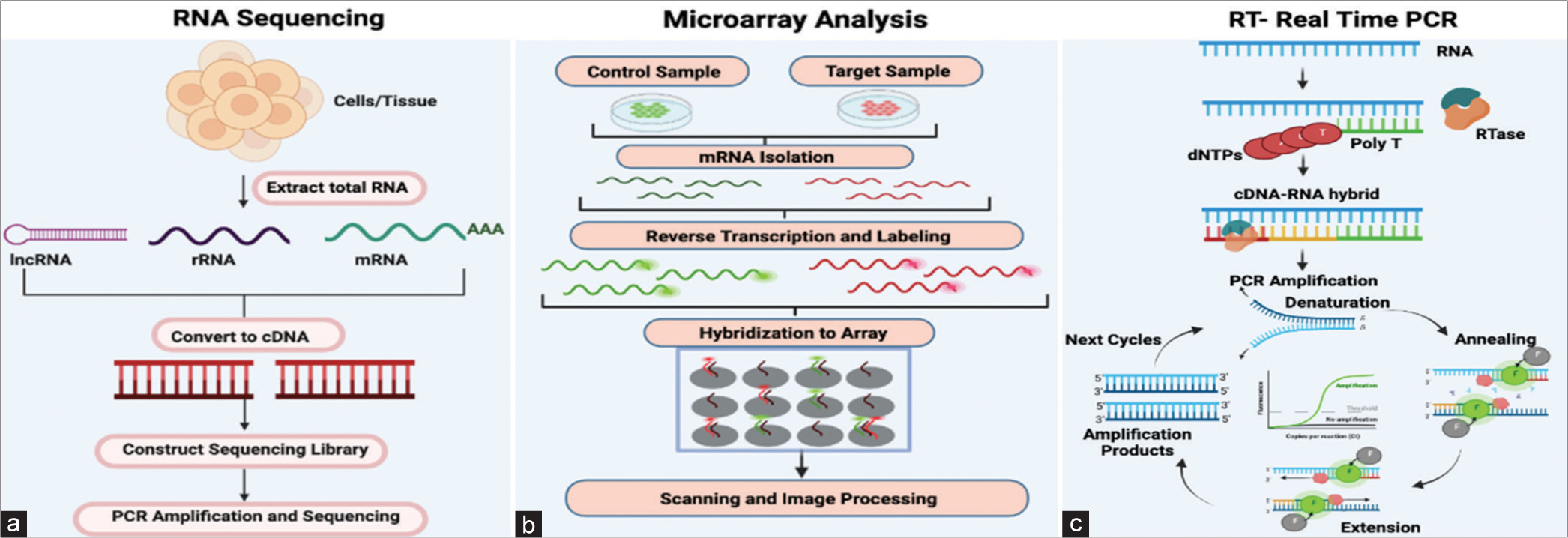 (a) This figure illustrates the process of RNA sequencing, detailing the key steps. Initially, cells or tissues are utilized to extract total RNA. Subsequently, specific protocols are employed to isolate subsets of RNA molecules. Examples of these protocols are ribo-depletion to eliminate ribosomal RNAs and poly-A selection to enrich for polyadenylated transcripts. Then, reverse transcription transforms the RNA into cDNA and sequencing adaptors are then ligated to the ends of the cDNA segments. The RNA sequencing library is ready for sequencing after polymerase chain reaction (PCR) amplification. (b) Microarray analysis is carried out by collecting both control and target samples from which mRNAs are isolated. Both mRNA control and test samples are then converted into cDNAs which are then labelled with fluorescent probes. In the figure, control cDNA sample is labeled with green, fluorescent dye and test cDNA sample with red fluorescent dye. The two samples are then mixed and allowed to bind to the microarray slide (hybridization). Subsequently, the microarray is subjected to scanning following hybridization to quantify the expression of each gene imprinted on the slide. The gene expression profiles are then derived from the analysis of the collected data. (c) This diagram represents the fundamental stages of real-time PCR. Initially, RNA is isolated, and both its quantity and integrity are evaluated. Then, cDNA is synthesized and subsequently utilized as a PCR template in a two-step process. The following stage amplifies and detects genes using fluorescent reporters and a PCR reaction. A normalization factor must be computed for every sample to normalize findings with numerous housekeeping genes. dNTPs: Dinucleotide triphosphates; RTase: Reverse transcriptase.