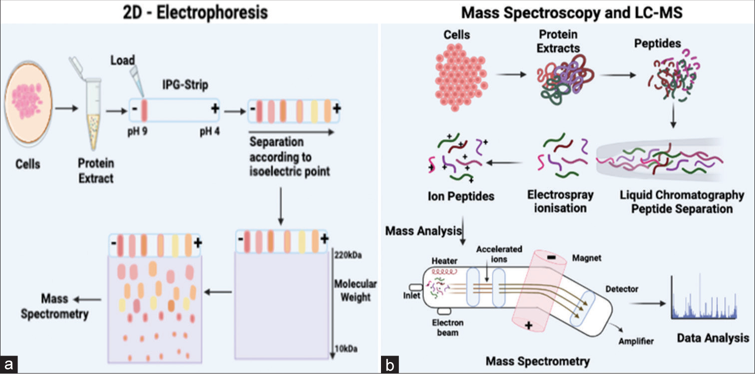 (a) The 2D electrophoresis process employs two distinct steps to segregate proteins. Initially, the proteins undergo separation based on their isoelectric point through isoelectric focusing, followed by SDS-PAGE, which separates proteins based on their molecular weights. The outcomes obtained from this process are subsequently analyzed using mass spectrometry. (b) The figure shows the basic steps of mass spectroscopy and liquid chromatography (LC)-mass spectrometry methodologies. The interaction of the compounds with the stationary and mobile phases determines how the sample components are separated in LC, and the degree of compound separation is influenced by the affinity of each chemical for the mobile phase. Separated compounds are then delivered into the mass spectrometer for mass analysis after they elute from the column, dissolved into the gas phase, and ionize at an ionization source after chromatographic separations. IPG: Immobilized pH gradient; LC: Liquid chromatography; SDS-PAGE: Sodium dodecyl-sulfate polyacrylamide gel electrophoresis.