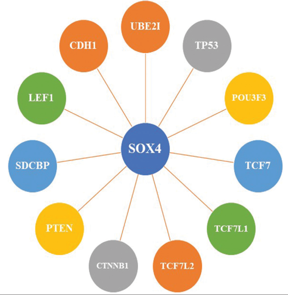 Functional protein partners of SOX4.