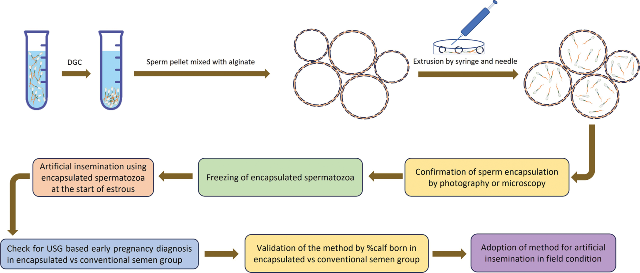 Schematic representation of the use of microencapsulated spermatozoa in enhancing conception rate in bovines. Semen collected by artificial vagina method is first centrifuged to obtain sperm pellet. The resultant sperm pellet is then mixed with alginate microcapsules in solution and extruded using a syringe and needle. Extrusion results in a temporary break in the capsule wall and entry of spermatozoa inside. The capsule wall break closes following extrusion and the presence of spermatozoa inside the microcapsule can be confirmed through bright-field as well as fluorescent microscopy. Microencapsulated spermatozoa are then used for insemination or frozen in liquid nitrogen for future use.