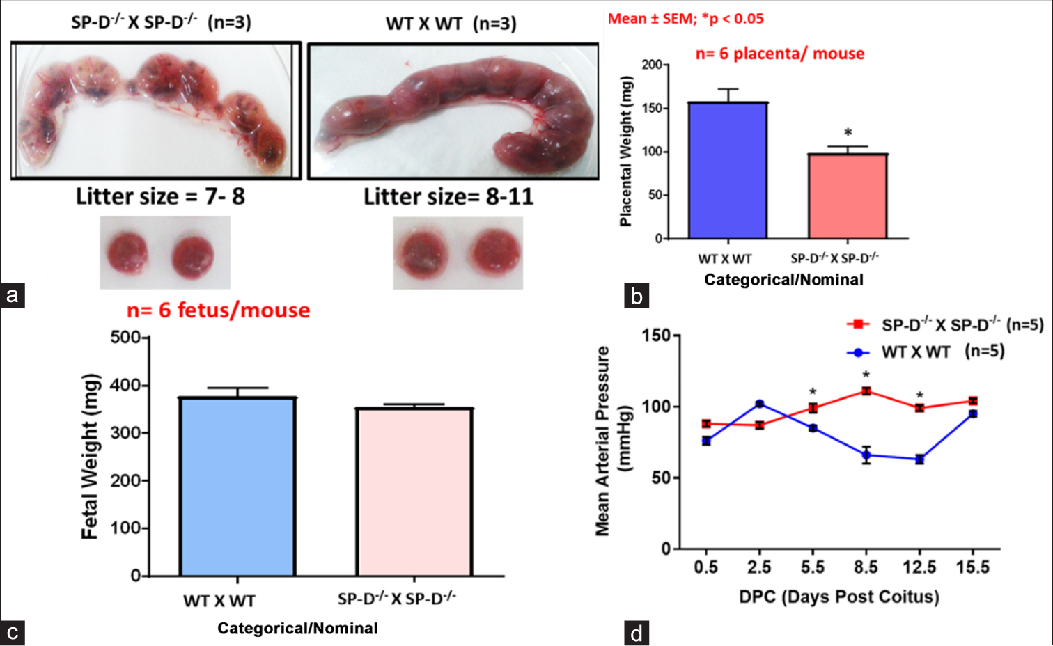 SP-D KO female mice recapitulate key features of pre-eclampsia during pregnancy, (a and b) significantly decreased litter size and placental weights; (c) low fetal weights; and (d) elevated mean arterial pressure indicative of pregnancy associated hypertension. SP-D: Surfactant protein D, KO: Knockout, WT: Wild type