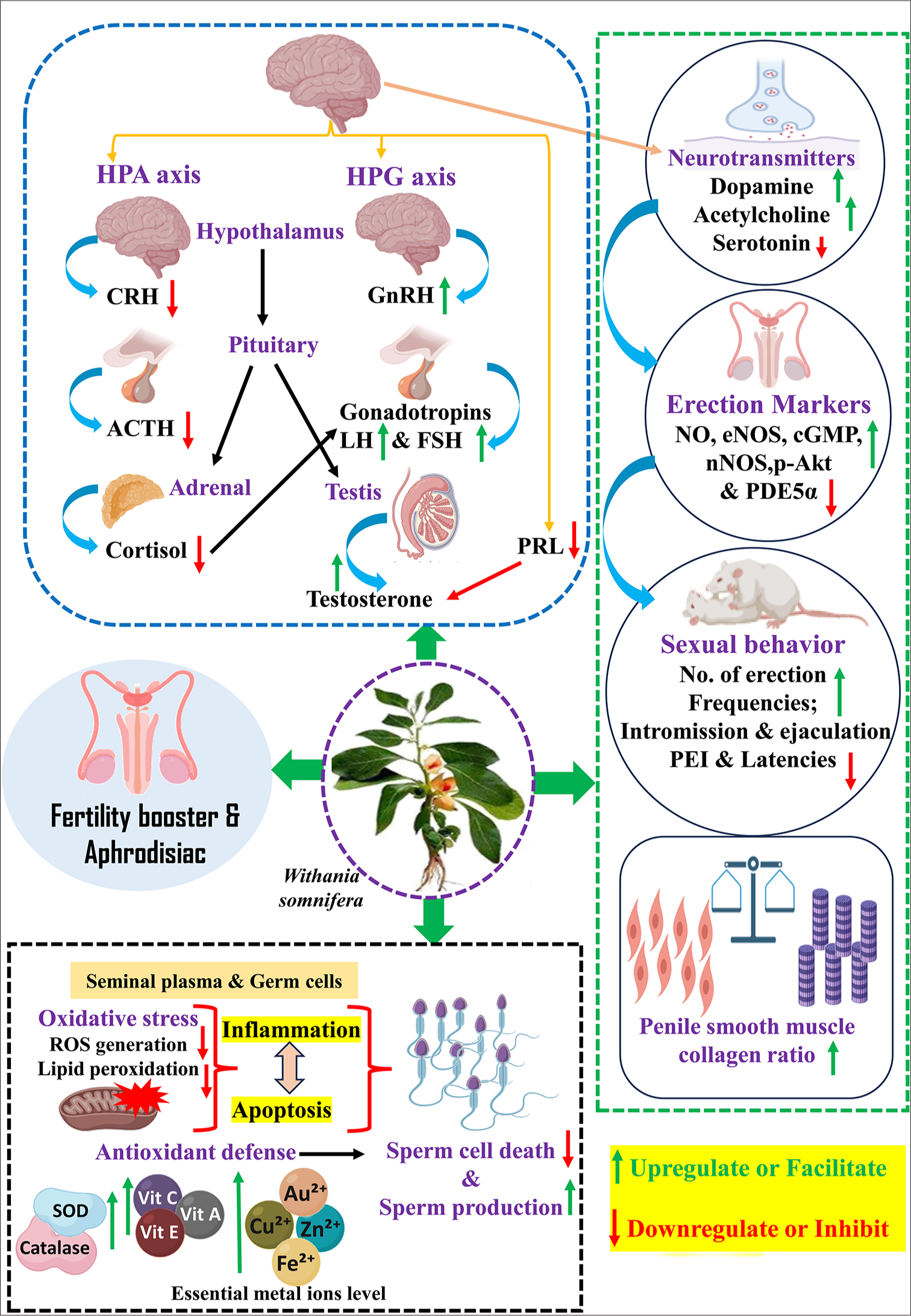 Illustration showing the possible mechanism of Withania somnifera on male reproductive health. HPG: Hypothalamic pituitary gonad, HPA: Hypothalamic pituitary adrenal, CRH: Corticotropin-releasing hormones, ACTH: Adrenocorticotropic hormone, PRL: Prolactin, LH: Luteinizing hormones, FSH: Follicle-stimulating hormones, ROS: Reactive oxygen species, SOD: Superoxide dismutase, GnRH: Gonadotropin-releasing hormone, NO: Nitric oxide, NOS: Nitric oxide synthase, PEI: Post-ejaculatory intervals, PDE-5a: Phosphodiesterase 5 alpha. (Source: Created with BioRender)